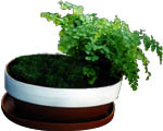 pot with plants