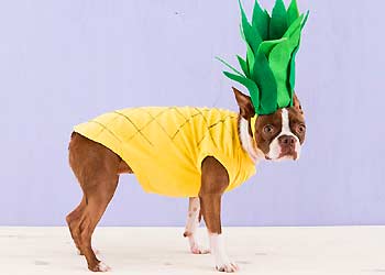 Dog DIY Pineapple Costume