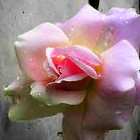 tissue paper roses